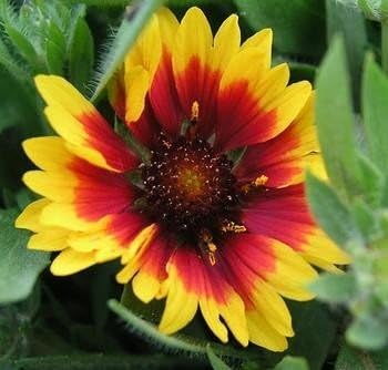 Gaillardia Indian Blanket Nice Garden Flower Seeds by Seed Kingdom (1/4 Lb Seeds)