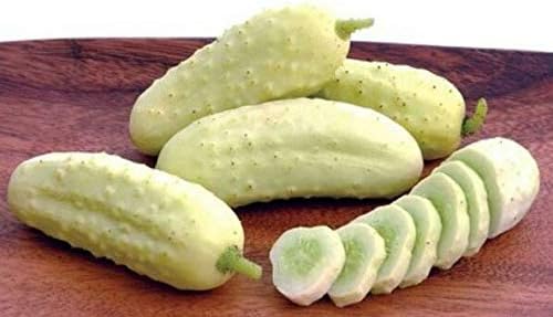 NIKA SEEDS - Seeds Vegetable White Cucumber 45 Days for Pickling Planting Non GMO - 20 Seeds