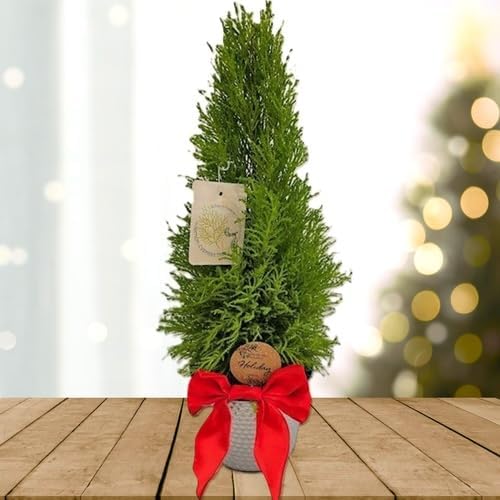 Lemony Christmas Tree. Lemon Cypress 'Goldcrest' (Cupressus Macrocarpa) - Vibrant Yellow-Green Foliage, Citrus Scent, Indoor/Outdoor (2 Cypress-Lemon sacs)
