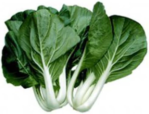 Cabbage Pak Choi White Stem Great Heirloom Vegetable by Seed Kingdom Bulk 1/4 Lb Seeds