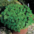 Park Seed Spearmint Seeds, Staple Windowsill Herb for Cooking, Pack of 100 Seeds
