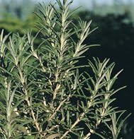 Rosemary Great Garden Herb by Seed Kingdom (1/4 Lb Seeds)
