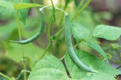 Stringless String Bean Seeds 10 Ounce A Garden Favorite, Early Producer and Heavy yielding Bean. "COOL BEANS n SPROUTS" Brand,