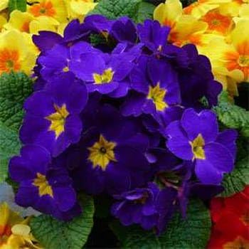 Outsidepride Blue Common Primrose Seeds - 100 Pcs Perennial, Hardy, Easy to Grow & Low Maintenance Flower Seeds for Planting Vibrant Soft Blue Blooms, for Containers, Borders & Erosion Control
