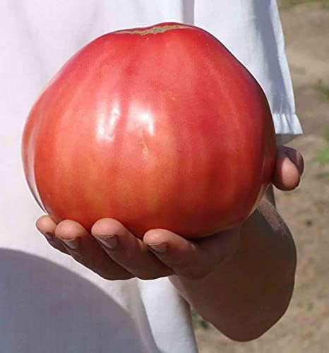 Seeds Vegetable Pink Bulls Heart Tomato - 30 Seeds