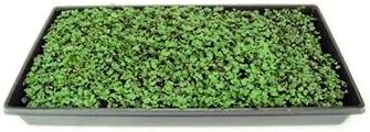 Purple Vienna Kohlrabi Seeds: 1 Lb - Non-GMO Vegetable Garden & Micro Greens Growing Seed
