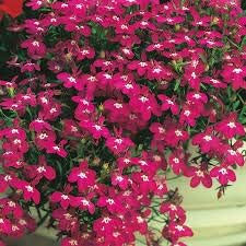 50+ Trailing Rose Colored Lobelia Regatta Perennial Flower Seeds/Great for Hanging Baskets