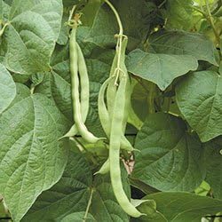 Dirt Goddess Super Seeds ~ Kentucky Wonder Pole Beans (1/2 Lb) Bulk Non GMO