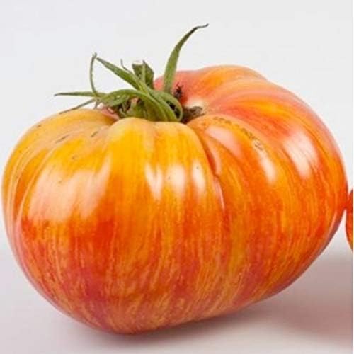 RAISE ME UP: Seeds Rainbow Beefsteak Tomato Variety from Minnesota Giant Indeterminate Non GMO Heirloom