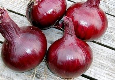 Todd's Seeds Ruby Red Long Day Onion Heirloom Seed - 2g Packet