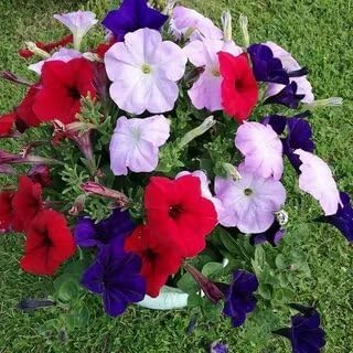 Petunia Unicum F1 Mix Seeds – Annual Hybrid Flower | Compact Grandiflora with Large, Vibrant Blooms for Beds & Containers