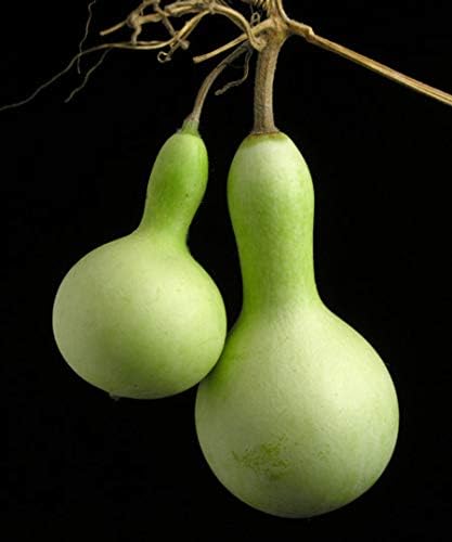 SeedsUP - 10+ Seeds Bottle Gourd (Calabash, Lagenaria) - Vegetable Green