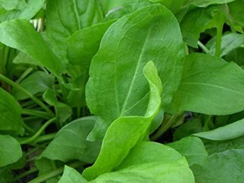 Broadleaf Sorrel Odessa Seeds (Rumex acetosa) Giant Herbs for Planting Non GMO 2000 Seeds