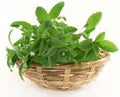 Stevia SuperSweet HealthTreat Stevia rebaudiana 10 seeds