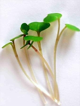 Red Russian Kale Seeds: 4 Oz - Non-GMO Vegetable Garden & Microgreens Growing Seeds - Micro Leafy Greens
