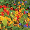 Park Seed Nasturtium Flower Plant Seeds, Easy to Grow, Perfect for Spring Garden, Dwarf Compact Mix, Pack of 25