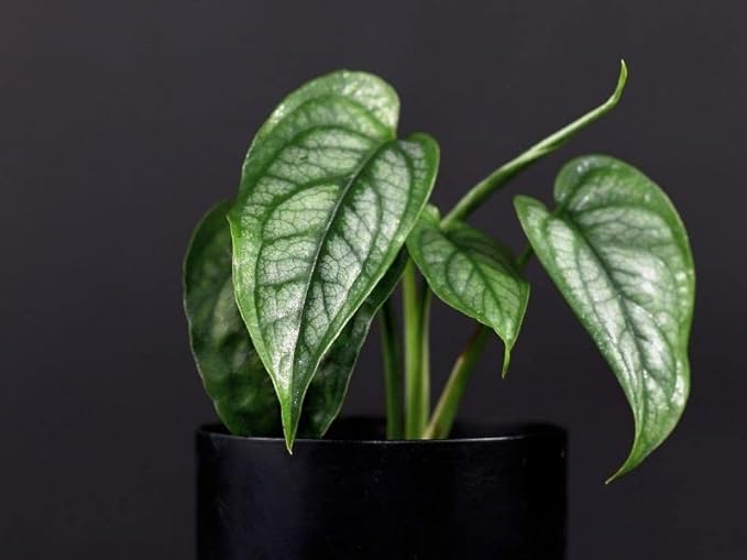 GARDENERA Monstera Siltepecana Matuda Soil Mix - Specially Formulated for Strong Root Development - 2 Quart
