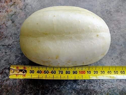 100 Cucumber Mix Seeds 12 Varieties Non-GMO Delicious and Crispy, Rare and Super Prolific, Cucumis sativus, Grown in USA