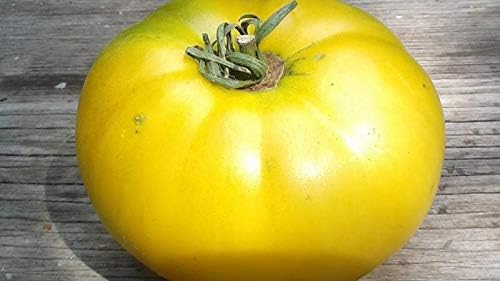 NIKA SEEDS - Seeds Vegetable Beefsteak Tomato Lemon Giant - 40 Seeds