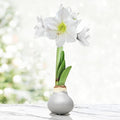 Silver Base Waxed Amaryllis White Intokazi Flower Bulb with Stand, No Water Needed