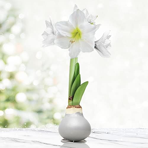 Silver Base Waxed Amaryllis White Intokazi Flower Bulb with Stand, No Water Needed