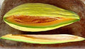 Melon Banana Great Heirloom Vegetable by Seed Kingdom 100 Seeds