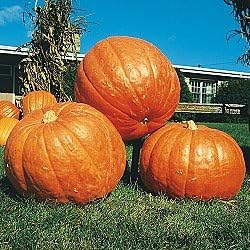 Pumpkin Big MAX Great Heirloom Vegetable by Seed Kingdom Bulk 100 Seeds