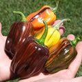 Candy Cane Chocolate Cherry Pepper Seeds for Planting (10 Seeds)