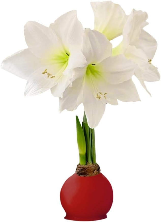 Waxed Amaryllis Bulb - Red Wax White Blooms, No Water Needed, Extra-Large Indoor Winter Flower, New Years, Galentine & Valentine Holiday Gift