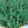 Thyme Common Great Garden Herb by Seed Kingdom 2,000 Seeds