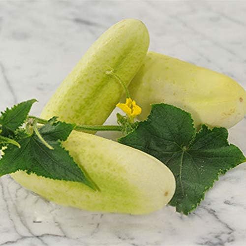 40+ Seeds Cucumber Angel - Vegetable White