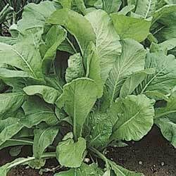Mustard Spinach (Komatsuna) Tendergreen Great Heirloom Vegetable by Seed Kingdom (1 Oz Seeds)