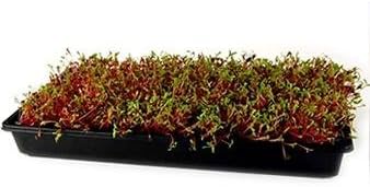 Ruby Red Swiss Chard Seeds: 4 Oz - Vegetable Garden & Microgreens Seed - Non-GMO Seeds for Indoor & Outdoor Gardening