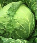 Cabbage Copenhagen Great Heirloom Vegetable by Seed Kingdom 1 Oz Seeds