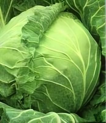 Cabbage Copenhagen Great Heirloom Vegetable by Seed Kingdom 1 Oz Seeds