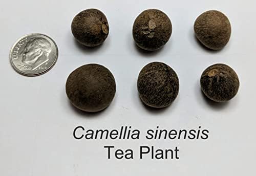 Tea Plant Seeds for Planting - 6 Seeds of Camellia Sinensis Herb Seeds - Made in USA, Ships from Iowa. Tea Tree