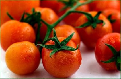 Tomato Large Cherry Basket Pack Garden Heirloom Vegetable Seeds by Seed Kingdom (500 Seeds)