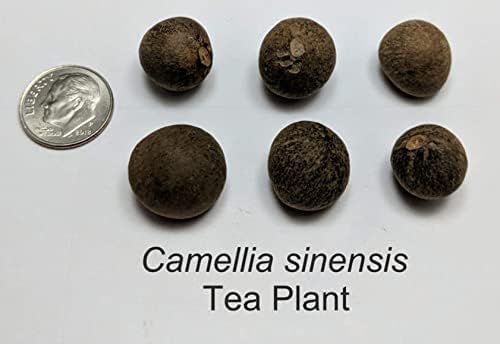 6 Tea Plant Seeds for Planting - Camellia Sinensis Herb