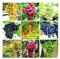 Generic Fresh 50pcs Grape Fruit Seeds for Planting