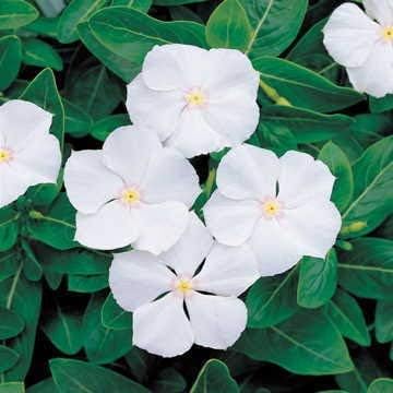 Park Seed Vinca Flower Plant Seeds, Easy to Grow, Perfect for Spring Garden, Pacifica White Hybrid, Pack of 50