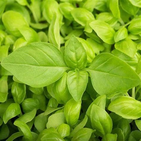Basil Lemon (100+ Seed Pack) - COOL BEANS N SPROUTS Brand - Non-GMO - Home Gardening