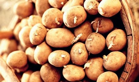 Simply Seed - Irish Cobbler Potato Seed - 5Lb Farm Fresh - AAA Grade - American Grown Real Potatoes - NON GMO
