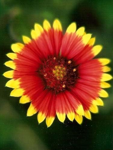 Gaillardia Indian Blanket Nice Garden Flower by Seed Kingdom 300 Seeds