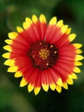 Gaillardia Indian Blanket Nice Garden Flower by Seed Kingdom 300 Seeds