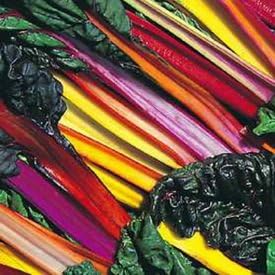 Swiss Chard Bright Light Garden Heirloom Vegetable by Seed Kingdom Bulk 1,500 Seeds