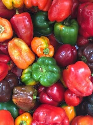 Organic California Wonder Pepper Seeds (Capsicum annuum) 100 Seeds (1 Grams) Sweet Pepper Bell Pepper Seeds by Smoke Camp Crafts