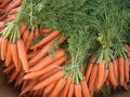Carrot Royal Chantenay Great Heirloom Vegetable by Seed Kingdom 4,000 Seeds