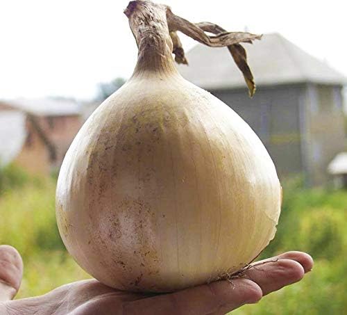 Seeds Giant Onion Chalcedony (Allium cepa) Heirloom Vegetable for Planting Non GMO