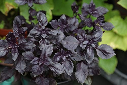 Seeds4planting - Seeds Opal Basil Purple Indoor Herb Non GMO Heirloom for Planting