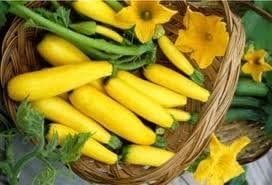 Squash Early Prolific Straightneck Garden Heirloom Vegetable by Seed Kingdom (25 Seeds)